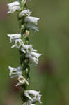 Northern slender lady's tresses